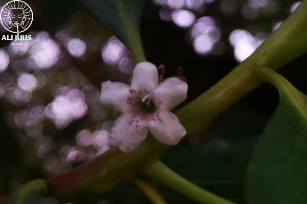 alijuus.com site used Alijuus