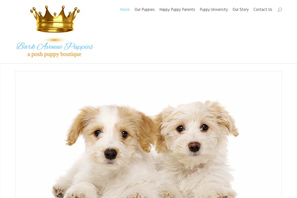 barkavenuepuppies.com site used Divi-child-theme-for-bark-avenue-puppies