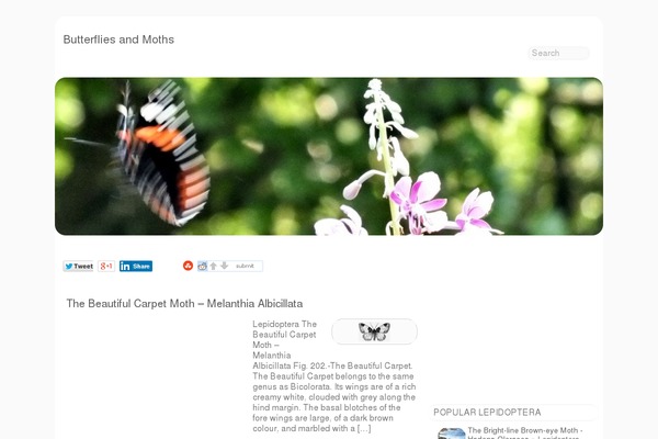 butterflies-moths.co.uk site used Stallion Responsive Child