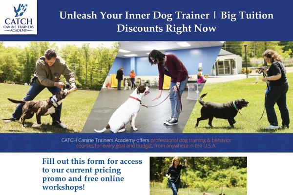 catchdogtraining.com site used Catchdog-training