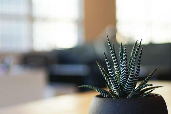 zeevisionpro theme websites examples