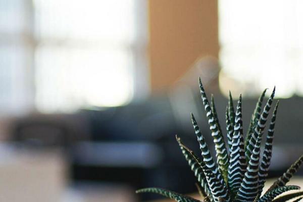 Site using Coming Soon Page & Maintenance Mode by SeedProd plugin