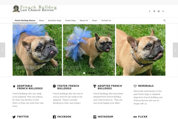 Enfold theme site design template sample