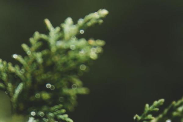 Site using Footer Putter plugin