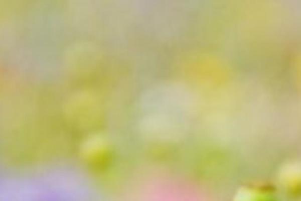 Twenty Seventeen theme site design template sample