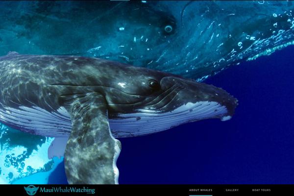 mauiwhalewatching.com site used Mww15