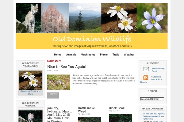 Magazine Basic theme site design template sample