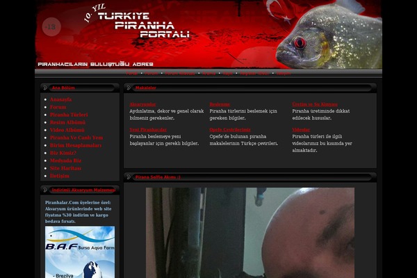 piranha WordPress theme, websites list used piranha theme piranha theme websites examples