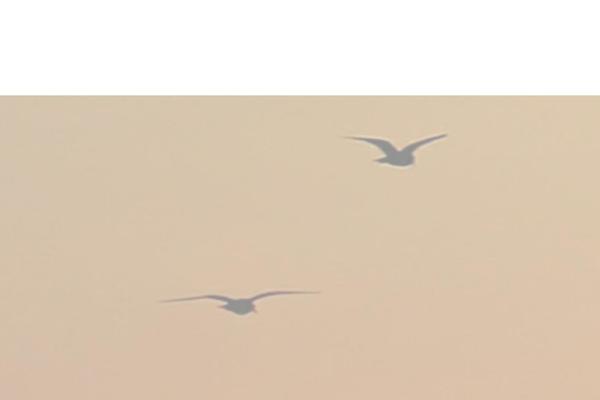 Astra theme site design template sample