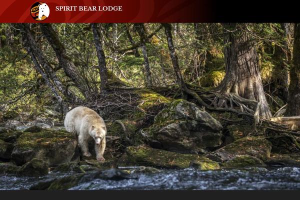spiritbear.com site used Sbl-theme