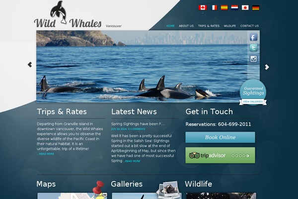 whales WordPress theme, websites list used whales theme whales theme websites examples