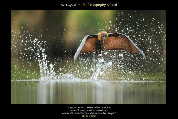 wildlife-photography-school.com site used Oferlevywps